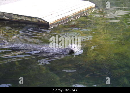 Seehunde (Phoca vitulina) Bild von Lofotakvariet, Kabelvåg, Lofoten, Norwegen Stockfoto