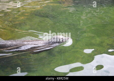Seehunde (Phoca vitulina) Bild von Lofotakvariet, Kabelvåg, Lofoten, Norwegen Stockfoto