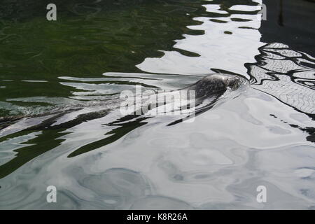 Seehunde (Phoca vitulina) Bild von Lofotakvariet, Kabelvåg, Lofoten, Norwegen Stockfoto