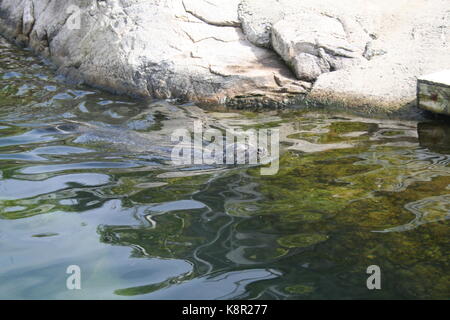 Seehunde (Phoca vitulina) Bild von Lofotakvariet, Kabelvåg, Lofoten, Norwegen Stockfoto