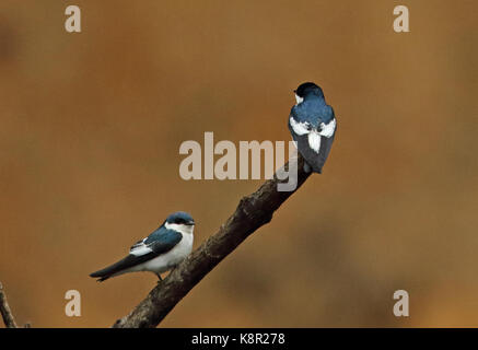 Weiß - Schlucken (Tachycineta albiventer) zwei Erwachsene auf toten Zweig Inirida, Kolumbien November thront winged Stockfoto