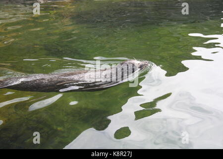Seehunde (Phoca vitulina) Bild von Lofotakvariet, Kabelvåg, Lofoten, Norwegen Stockfoto