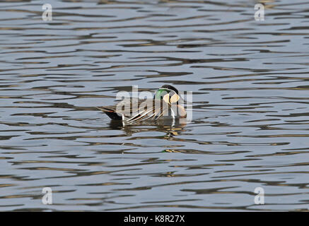 Baikal Teal (Sibirionetta formosa) erwachsenen männlichen Teal schwimmen Japan März Stockfoto