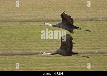 Hooded Crane (Grus monacha) Erwachsenen und unreife im Flug Arasaki, Kyushu, Japan März Stockfoto