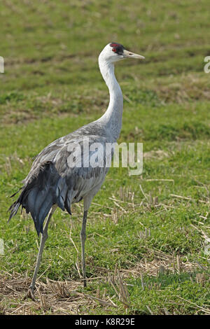 Hooded Crane (Grus monacha) Erwachsenen stehen im stoppel Feld Arasaki, Kyushu, Japan März Stockfoto