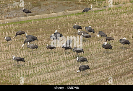 Hooded Crane (Grus monacha) Herde auf Stoppeln Feld Arasaki Kran Sternwarte, Kyushu, Japan März Stockfoto