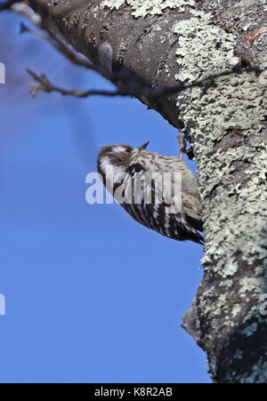 Japanische Pygmy Specht (Picoides kizuki Nippon) erwachsenen Festhalten an Baumstamm Karuizawa, Präfektur Nagano, Japan Februar Stockfoto