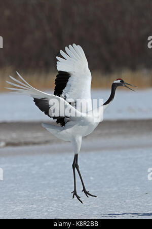 Rot-gekrönten Kranich (Grus japonensis) Erwachsenen tanzen Akan, Hokkaido, Japan März Stockfoto