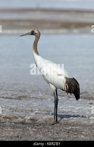 Rot-gekrönten Kranich (Grus japonensis) Jugendliche stehen auf Schnee Akan, Hokkaido, Japan März Stockfoto