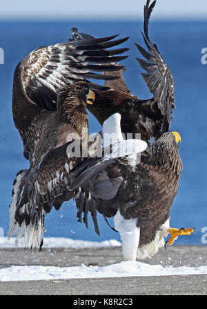 Steller's Sea Eagle (Haliaeetus pelagicus) Erwachsenen und unreifen kämpfen Rausu, Hokkaido, Japan März Stockfoto