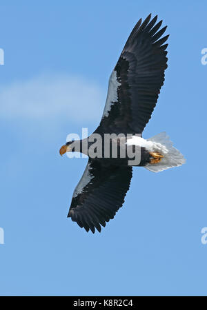 Steller der Seeadler (Haliaeetus Pelagicus) Erwachsenen während des Fluges Rausu, Hokkaido, Japan März Stockfoto