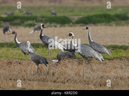 Weiß-naped Crane (Antigone vipio) & Hooded Crane (Grus monacha) Gruppe im stoppel Feld Arasaki Kran Sternwarte, Kyushu, Japan März Stockfoto