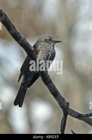 Braun-eared Bulbul (Hypsipetes amaurotis amaurotis) Erwachsenen auf dem Zweig Yoroushi, Hokkaido März gehockt Stockfoto