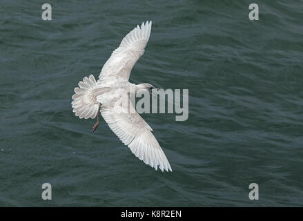 Glaucous Möwe (Larus hyperboreus) ersten Winter im Flug Aufruf Choshi, Präfektur Chiba, Japan Februar Stockfoto