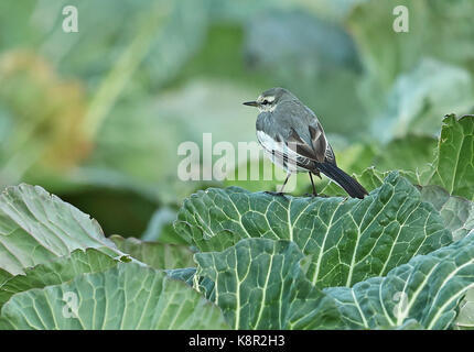 Bachstelze (Motacilla alba) erste Winter stehen auf Cabbage crop Honshu, Japan Februar Stockfoto