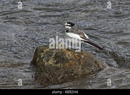 Bachstelze (Motacilla alba) erste Winter steht auf einem Felsen im Fluss Kyushu, Japan März Stockfoto