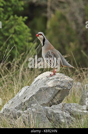 (Rock Partridge Alectoris graeca Saxatilis) männlichen Erwachsenen stehen auf Rock Calling Podvelezje Plateau, Herzegowina, Bosnien & Herzegowina Ap Stockfoto