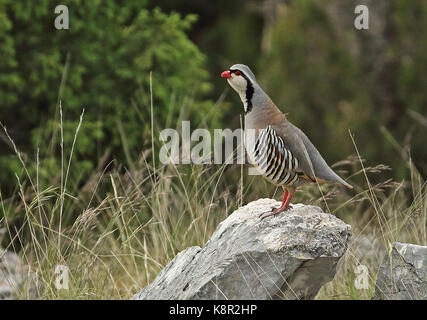 (Rock Partridge Alectoris graeca Saxatilis) männlichen Erwachsenen stehen auf Rock Calling Podvelezje Plateau, Herzegowina, Bosnien & Herzegowina Ap Stockfoto