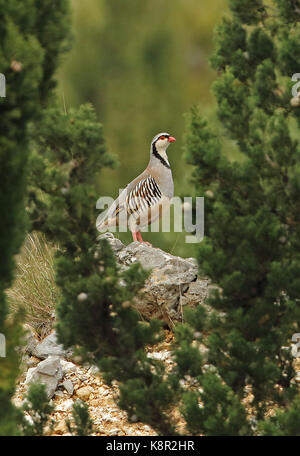 (Rock Partridge Alectoris graeca Saxatilis) männlichen Erwachsenen stehen auf Rock Podvelezje Plateau, Herzegowina, Bosnien & Herzegowina April Stockfoto