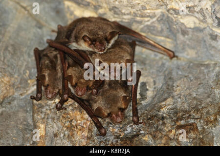 Mehr Mouse-eared Bat (Myotis myotis) Erwachsene Rastplätze in der Bohrung im verlassenen Eisenbahntunnel Dach Cvaljina Dorf, Popovo polje Karstgebiet, Herzegov Stockfoto