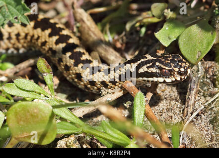 Gemeinsame Europäische Kreuzotter (Vipera berus) erwachsenen weiblichen Frisch entstanden aus dem Ruhezustand Eccles-on-sea, Norfolk März Stockfoto