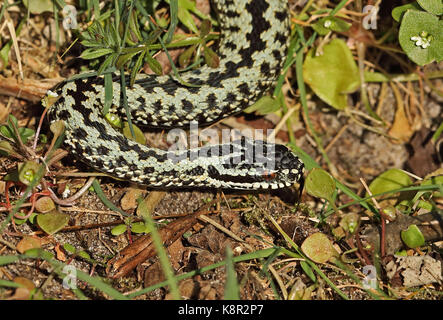 Gemeinsame Europäische Kreuzotter (Vipera berus) erwachsenen männlichen frisch entstanden aus dem Ruhezustand Eccles-on-sea, Norfolk März Stockfoto