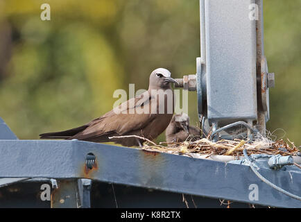 Braun Noddy (Anous stolidus pileatus) Erwachsene mit Küken im Nest auf dem Kran gantry Christmas Island, Australien Juli Stockfoto