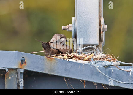 Braun Noddy (Anous stolidus pileatus) Erwachsene mit Küken im Nest auf dem Kran gantry Christmas Island, Australien Juli Stockfoto