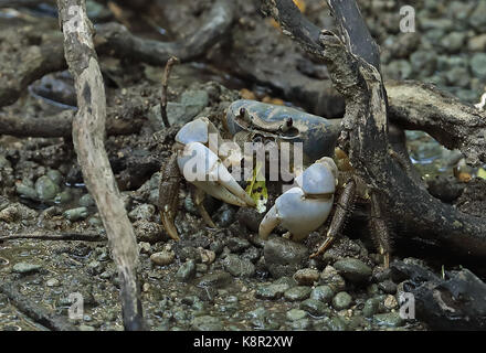 Christmas Island Blue Crab (Discoplax Celeste) Erwachsenen auf dem Waldboden essen Blatt Christmas Island, Australien Juli Stockfoto