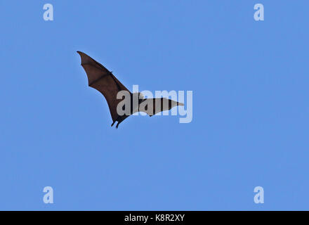 Christmas Island Flying-fox (pteropus Natalis) Erwachsene im Flug, gefährdete Arten Christmas Island, Australien Juli Stockfoto