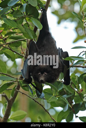 Christmas Island Flying-fox (pteropus Natalis) Erwachsenen hängen von fruchtkörper Baum, gefährdete Arten Christmas Island, Australien Juli Stockfoto