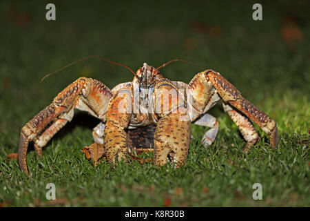 Räuber Crab (Birgus latro) in der Nähe von Erwachsenen in der Nacht Christmas Island, Australien Juli Stockfoto