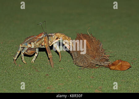 Räuber Crab (Birgus latro) in der Nähe von Erwachsenen in der Nacht ziehen Coconut über Golfplatz Christmas Island, Australien Juli Stockfoto