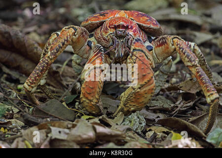 Räuber Crab (Birgus latro) Nahaufnahme von nach Christmas Island, Australien Juli Stockfoto
