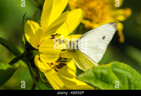 Kleine weiße Falter (Pieris rapae) auf einer Blume im frühen Herbst in West Sussex, England, UK. Stockfoto