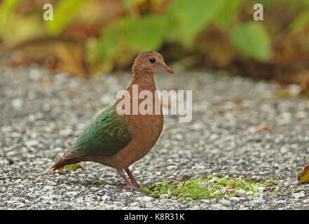 Grau, schneebedeckten Emerald Dove (Chalcophaps indica Natalis) Unreife stehen auf der Straße Christmas Island, Australien Juli Stockfoto