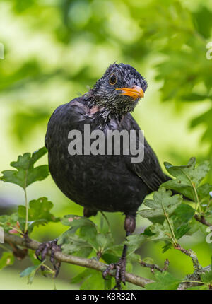 Blackbird in einem Baum. Männliche gemeinsame Blackbird, möglicherweise ein Jugendlicher (Turdus merula) hocken in einem Baum im frühen Herbst in Großbritannien. Blackbird portrait. Stockfoto