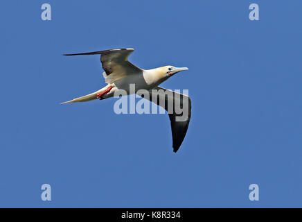 Red-footed Booby (Sula sula Rubripes) Erwachsene im Flug Christmas Island, Australien Juli Stockfoto