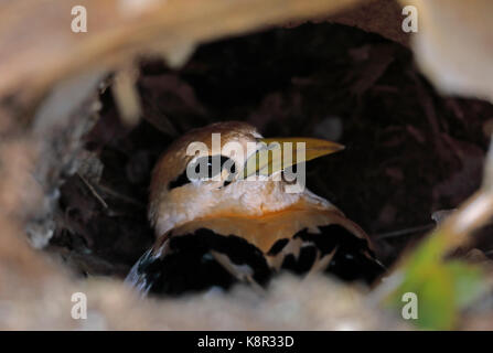 White-tailed Tropicbird (Phaethon lepturus Fulvus) Erwachsenen sitzen auf ordentlich in Baum hohl "Goldenen Bootsmann "Christmas Island, Australien Stockfoto