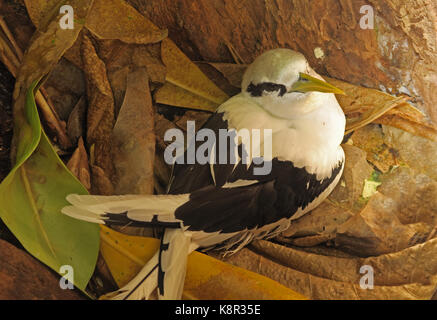 White-tailed Tropicbird (Phaethon lepturus Fulvus) Erwachsenen sitzen auf Nest im hohlen Baum Christmas Island, Australien Juli Stockfoto