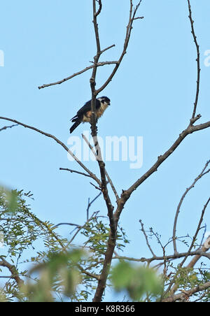 Schwarz-thighed Falconet (Microhierax fringillarius) Erwachsene in der toten Baum Bali Barat NP, Bali, Indonesien Juli gehockt Stockfoto