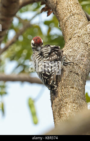 Freckle-breasted Specht (Dendrocopos analis Analis) männliche Festhalten an Baumstamm putzen Jakarta, Java, Indonesien Juli Stockfoto