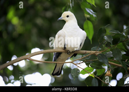 Torres Strait Imperial - Taube, (Ducula bicolor), Erwachsenen auf dem Baum, Australien Stockfoto