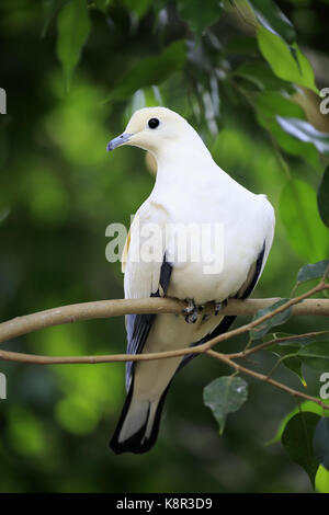 Torres Strait Imperial - Taube, (Ducula bicolor), Erwachsenen auf dem Baum, Australien Stockfoto