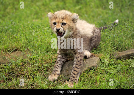 Cheetah, Sudan Gepard, (Acinonyx jubatus soemmeringii), Jungen knurrenden, zehn Wochen alt, im Nordosten Afrikas, Afrika Stockfoto