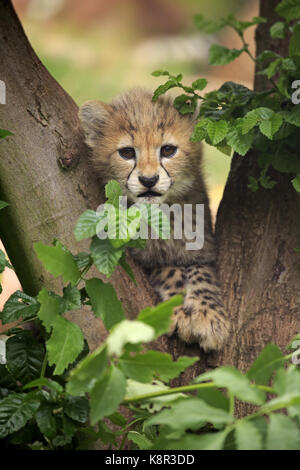 Cheetah, Sudan Gepard, (Acinonyx jubatus soemmeringii), Junge am Baum, 10 Wochen alt, im Nordosten Afrikas, Afrika Stockfoto