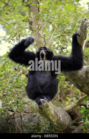 Siamang, (Symphalangus syndactylus), nach Aufruf, Captive, Südostasien Stockfoto