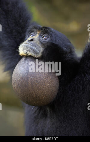 Siamang, (Symphalangus syndactylus), Erwachsener, Porträt, Captive, Südostasien, Captive Stockfoto