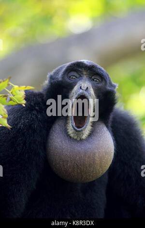 Siamang, (Symphalangus syndactylus), Erwachsener, Porträt, Captive, Südostasien, Captive Stockfoto