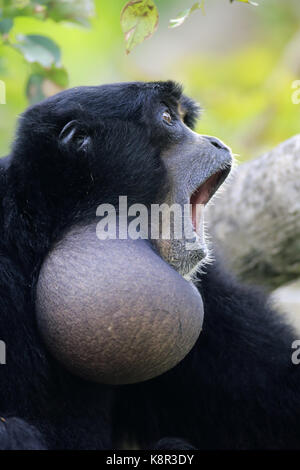 Siamang, (Symphalangus syndactylus), Erwachsener, Porträt, Captive, Südostasien captive Stockfoto